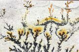 Dendrites On Limestone - Utah #150465-1